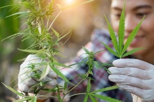 ¿Me pueden arrestar por cultivar plantas de marihuana en California_ (1)