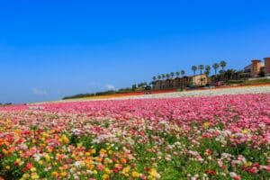 Carlsbad Criminal Defense Lawyer