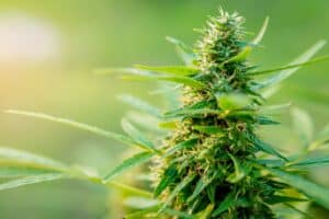 Avoid a Marijuana DUI in San Diego | How Long Should You Wait Before Driving After Using Marijuana?