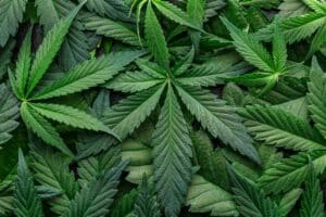 San Diego Marijuana DUI 